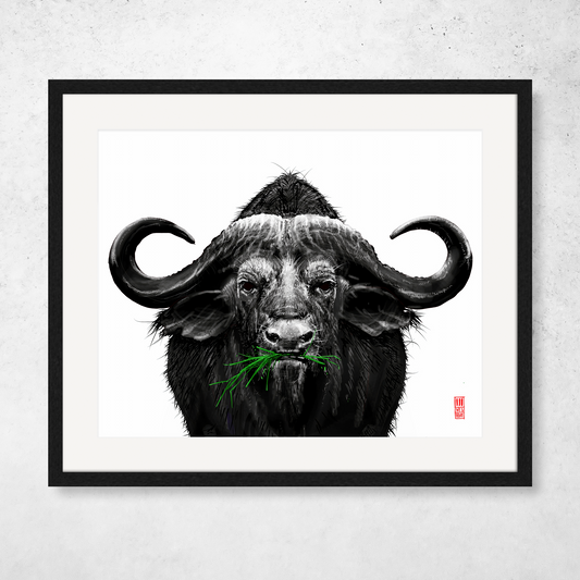 Cape Buffalo